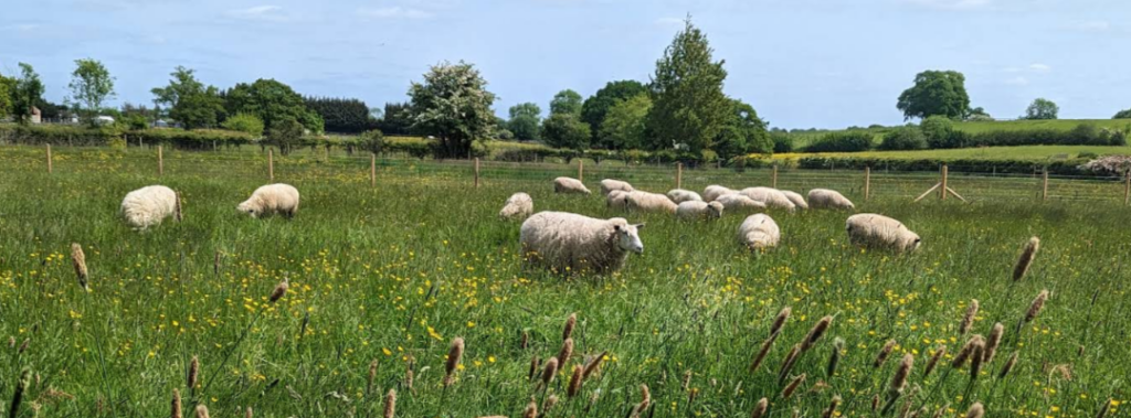 Sheep grazing in long grass